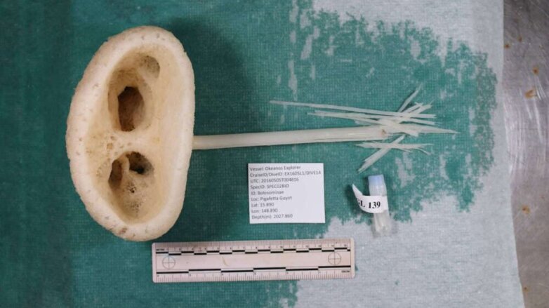 В Тихом океане нашли похожих на инопланетян существ