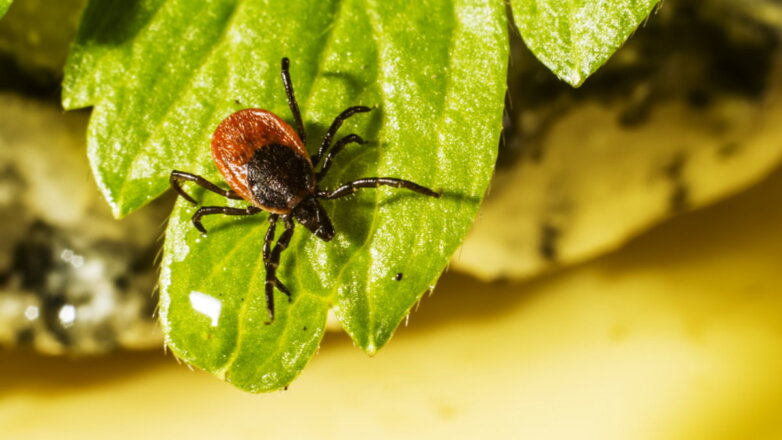 В Москве регистрируют случаи укусов клещей