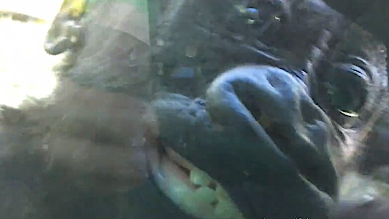 Игру детеныша гориллы с камерой записали на видео