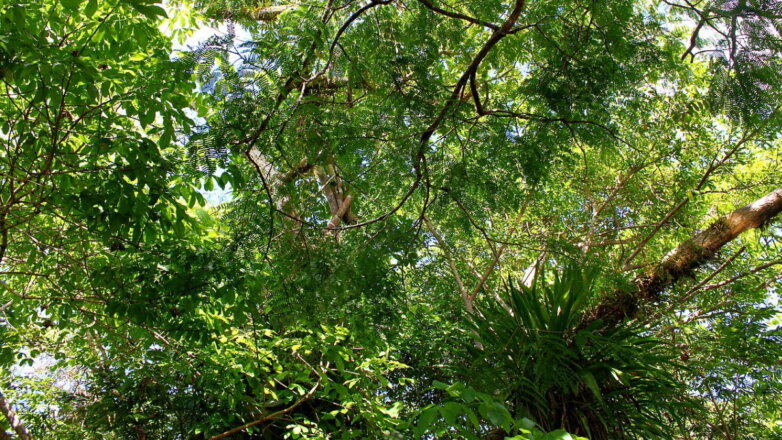 Названа причина глобального потепления, которую возможно остановить