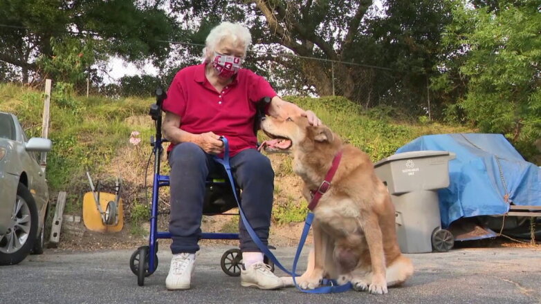 В США пес спас хозяйку в беде, позвав на помощь прохожего: видео
