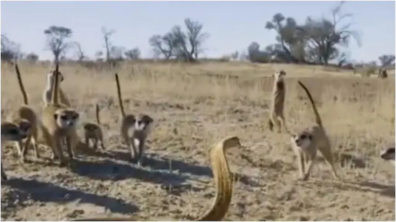 Кобра вступила в напряженный бой с сурикатами: видео