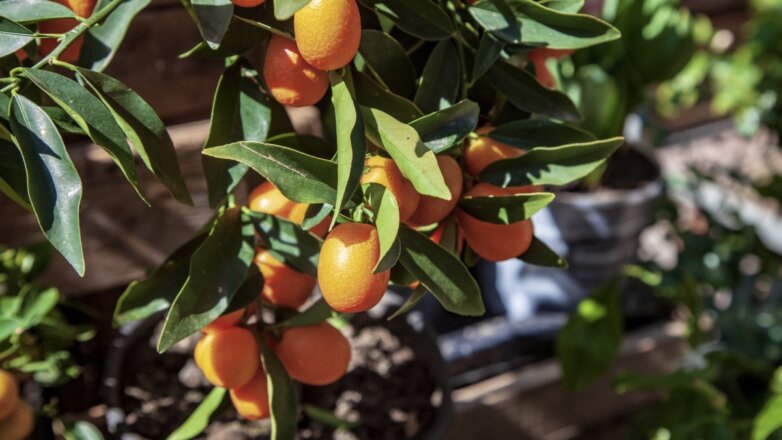 Обнаружен необычный продукт для борьбы с раком