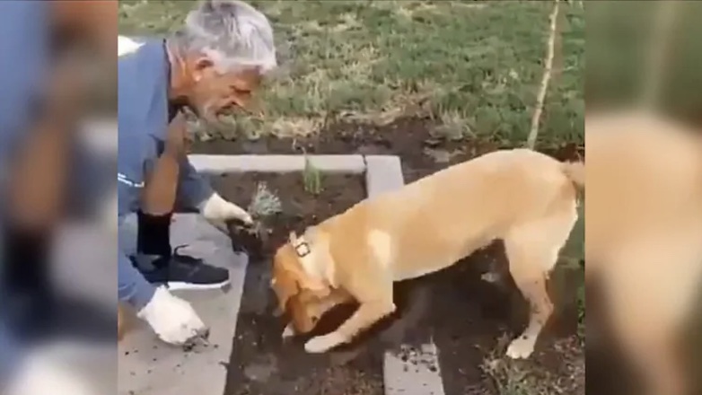 Садовод научил собаку высаживать растения: видео