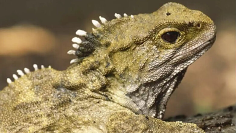 В Новой Зеландии нашли ближайшего родственника динозавров