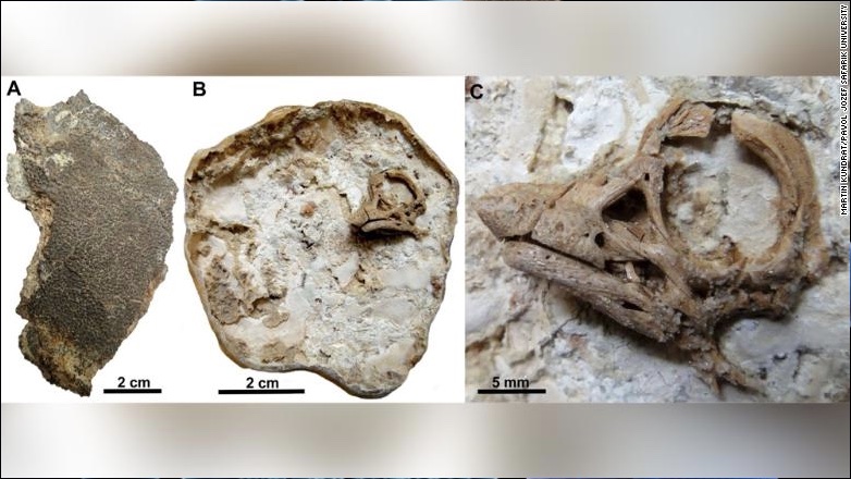 В яйце динозавра нашли детеныша с человеческими глазами