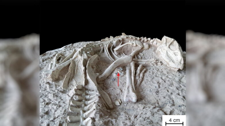 В Китае обнаружили новый вид «вечно спящих» динозавров