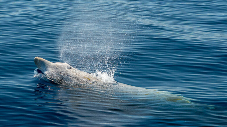 Новый смертельный для китообразных вирус обнаружили ученые