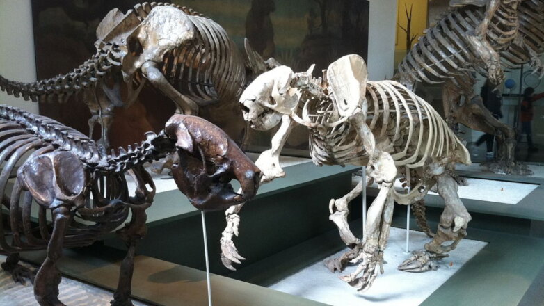 Случайная находка изменила древнюю историю Америки