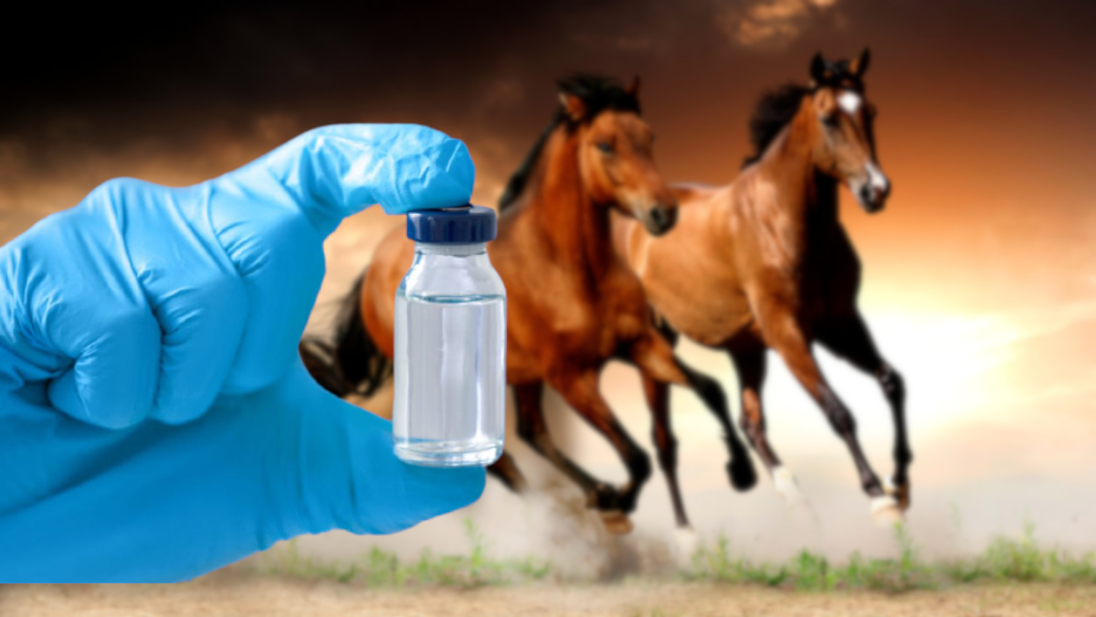Раскрыта роль лошадей в борьбе с коронавирусом