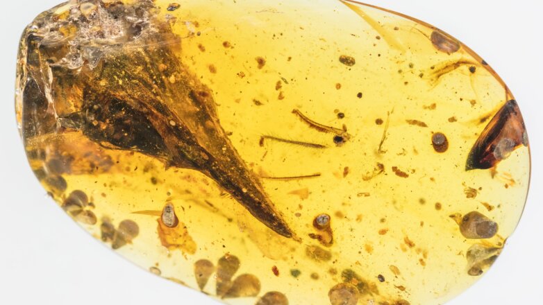 Ученые опровергли информацию о родстве динозавра и ящерицы