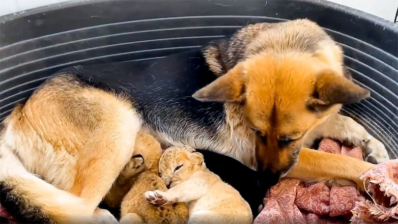 Овчарка заменила львятам мать: видео