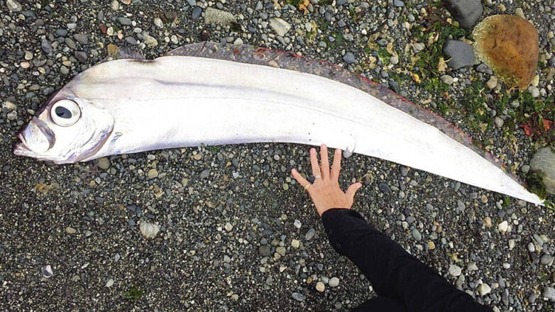 На берег выбросило загадочный «обломок корабля» с огромными глазами