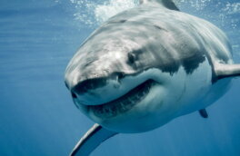 Момент смертельного нападения белой акулы на человека сняли на видео