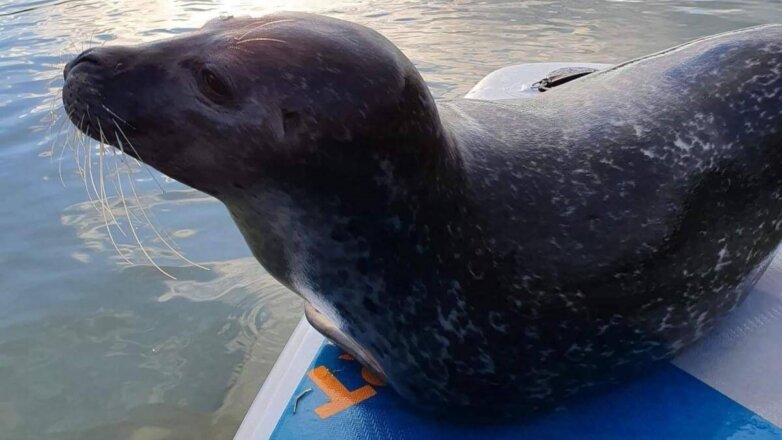 Тюлень-сапбордист стал звездой телевидения: видео