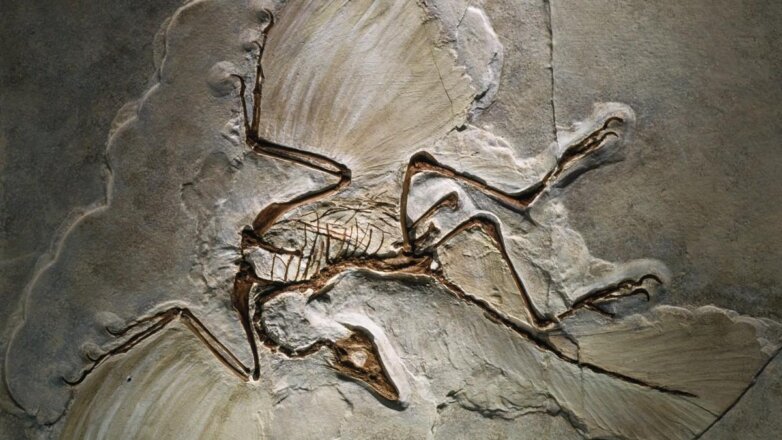 Ученые разгадали еще одну тайну предка птиц