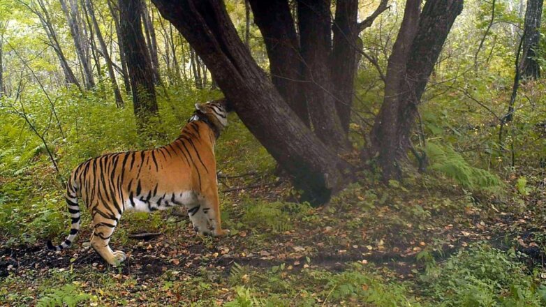Экологи проверили самочувствие тигров-«эмигрантов»: видео