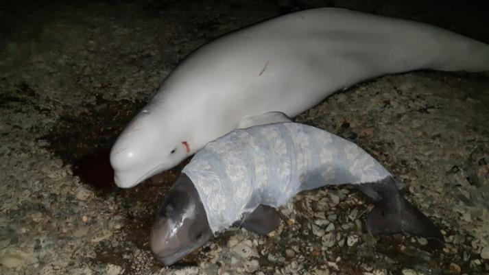 Инспектор ГИМС стал специалистом по спасению китов: видео