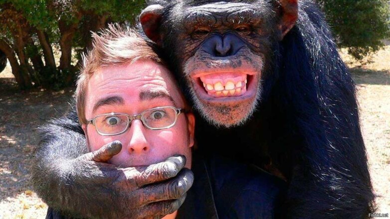 Ученые показали на приматах, как люди выбирают друзей в старости