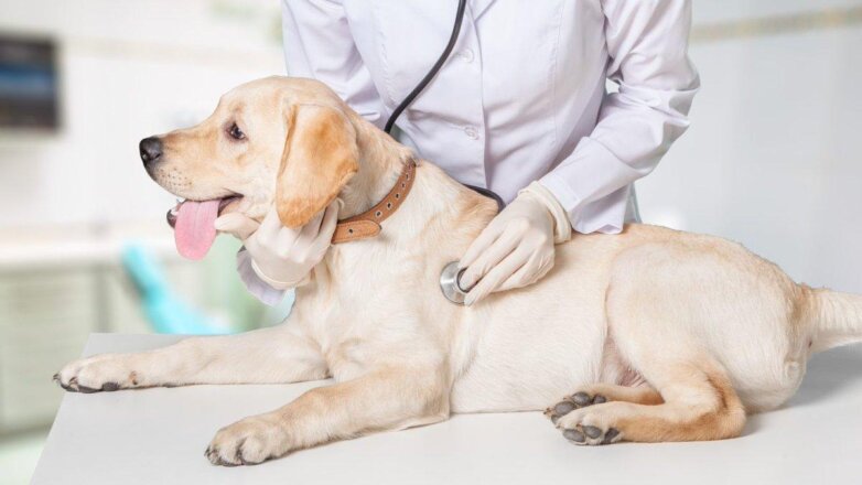 Ветеринарные клиники могут заставить переехать из жилых домов