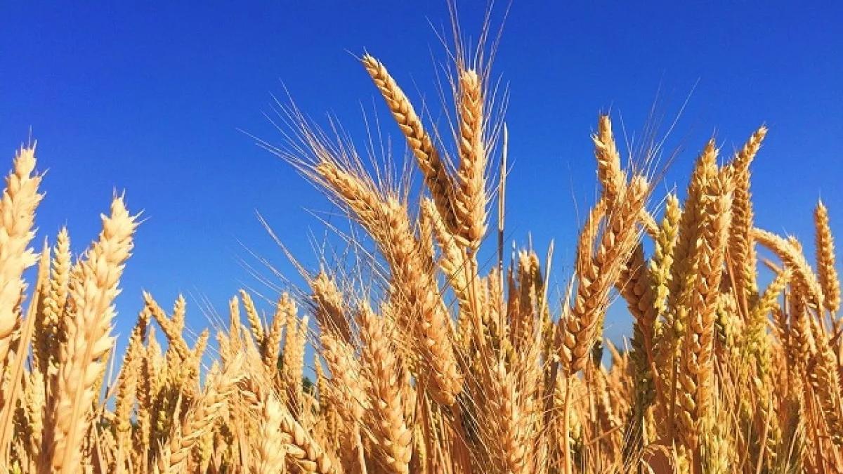 Грузия назвала условие отказа от российской пшеницы