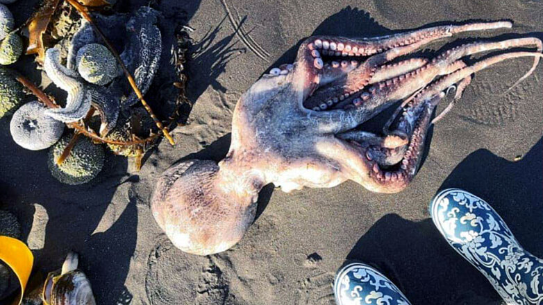 В Росприроднадзоре призвали наказать виновных в ЧП на Камчатке