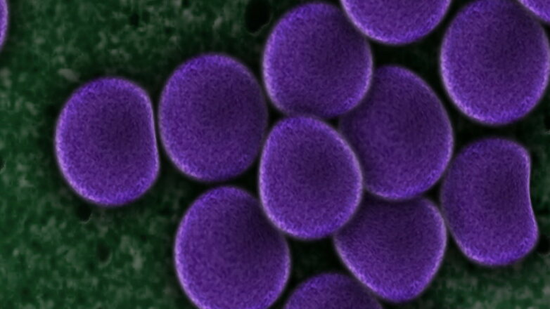 Ученые обнаружили связь между микрофлорой кишечника и здоровым сном