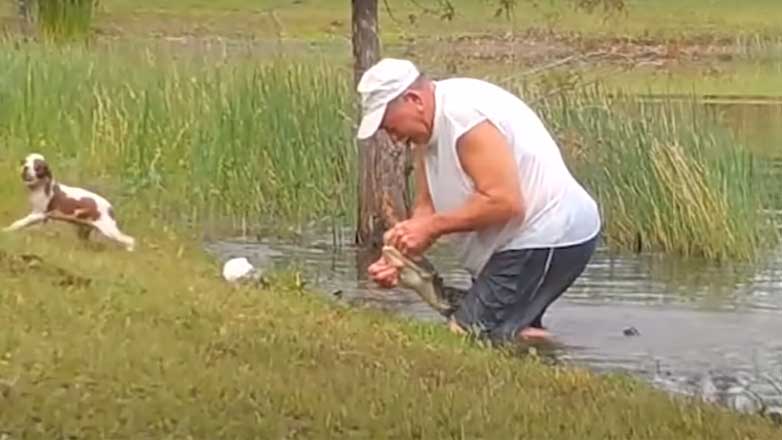 В США 74-летний мужчина спас щенка, вырвав его из пасти аллигатора: видео