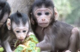 Ученые "отдали" обезьянам человеческий ген, чтобы увеличить их IQ