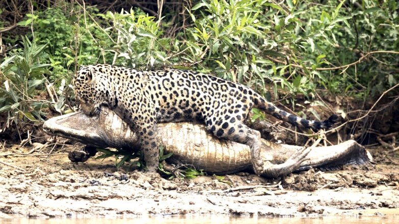 Ягуар перетащил в зубах 36-килограммового каймана: видео