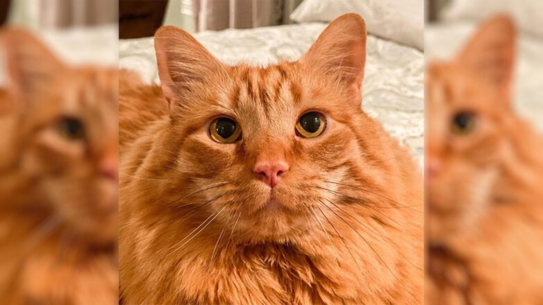 Двойника мультяшного кота Гарфилда нашли в реальной жизни