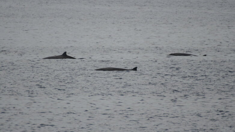 В Тихом океане обнаружили неизвестное науке крупное животное