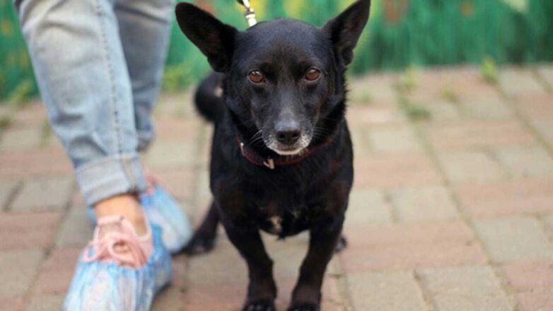 Слепой пес пять дней брел по морозу к полюбившемуся ему человеку