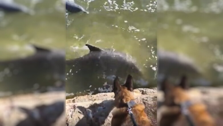 Полицейские запечатлели на видео дружбу собаки и дельфинов
