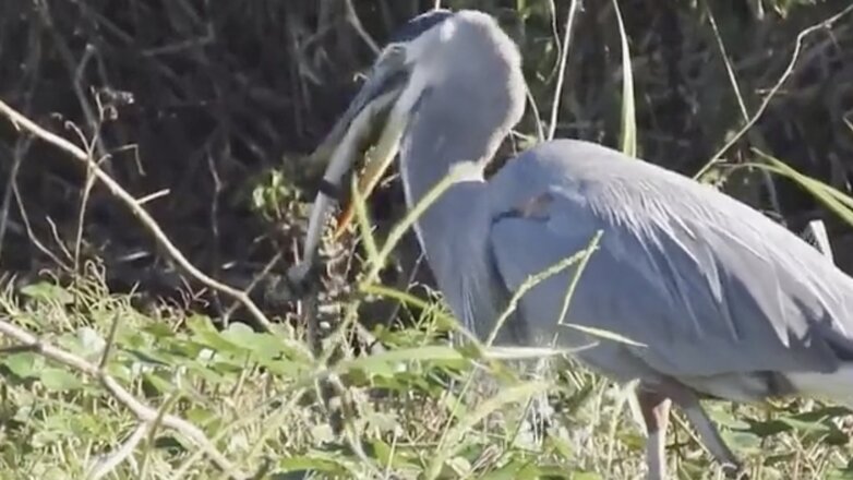 Цапля проглотила детеныша аллигатора целиком: видео