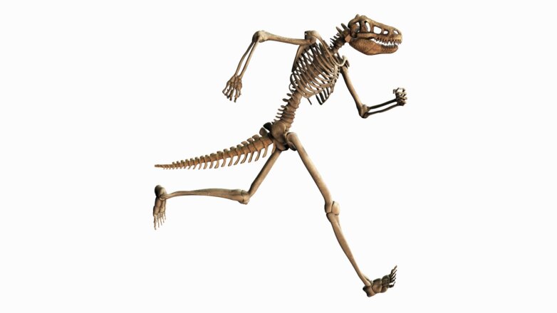 Ученые выяснили, по какому сценарию пойдет эволюция человека