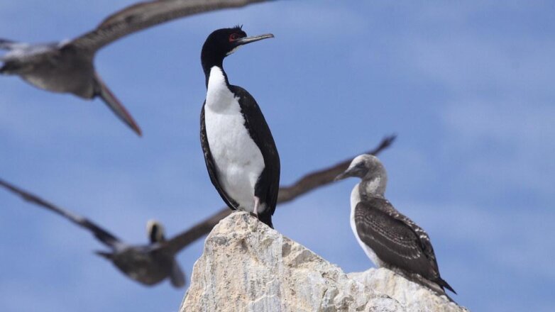 Птицы помогли лучше понять законы империи инков