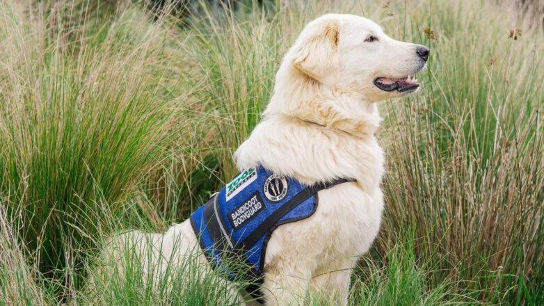 В Австралии собак научили охранять редких животных: видео