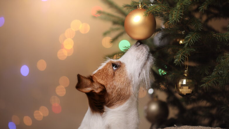 Еда с праздничного стола, гирлянды, мишура: чем опасен Новый год для собак