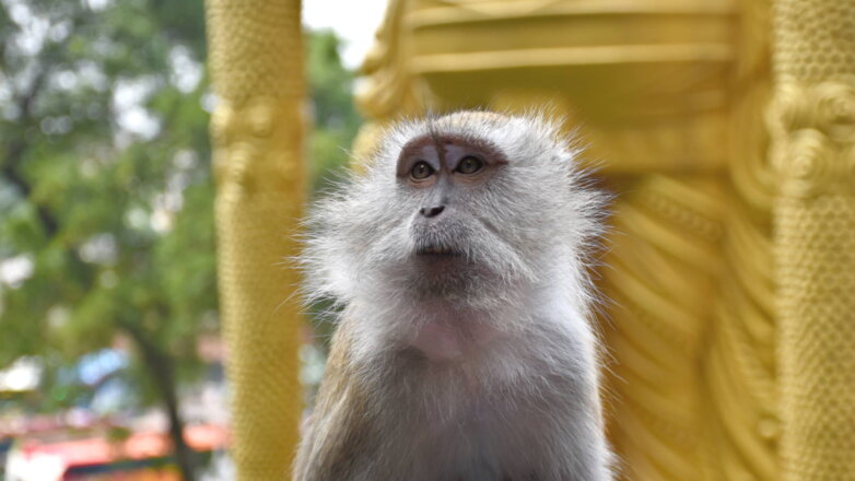 Обезьяны на Бали разработали хитрую схему обмана туристов