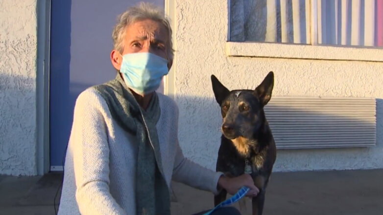 Похищенная вместе с машиной собака вернулась к хозяйке спустя 2 недели