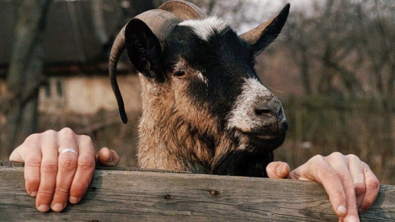Зоозащитники призвали не называть людей свиньями и змеями