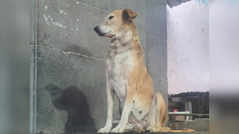 В индийском храме появилась собака, "благословляющая" прихожан: видео