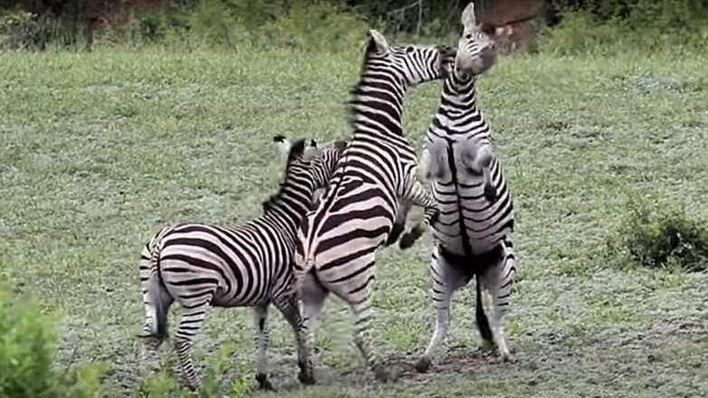 Зебры-самцы устроили драку за внимание самки и попали на видео