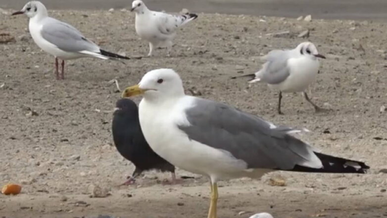 Репутацию богатых кварталов в Бахрейне испортили толстые чайки: видео