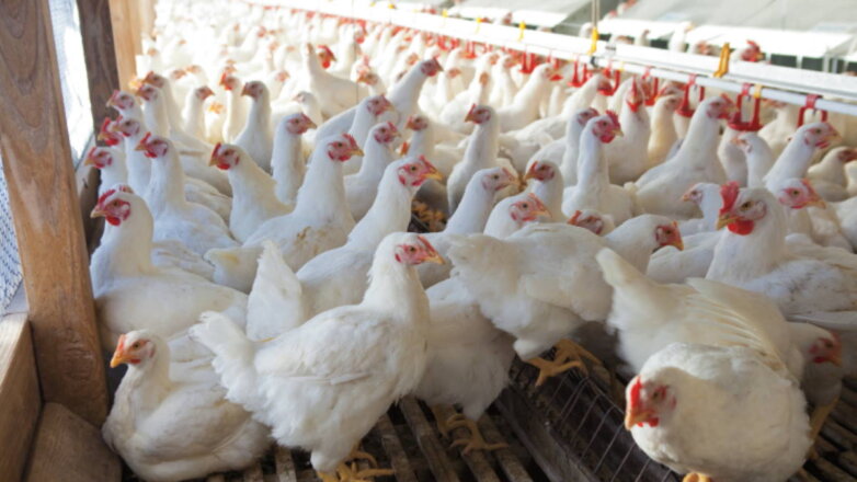 Риск эпидемии птичьего гриппа среди людей оценили вирусологи