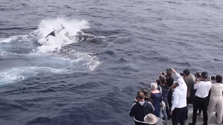 Горбатый кит отбился от атаки двух стай косаток: видео