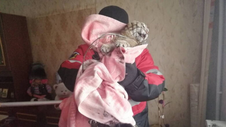 В Саратове спасатели избавили женщину от злобного кота: фото