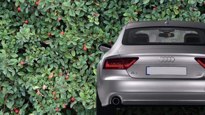 В Британии нашли растение, ставшее рекордсменом по поглощению выхлопных газов