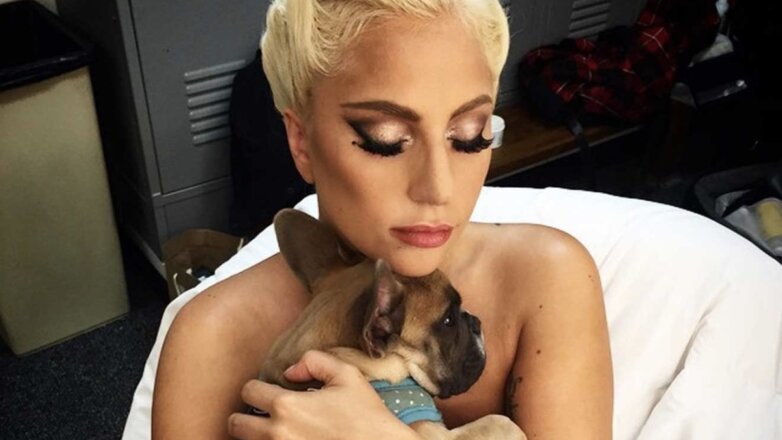 Бульдоги Леди Гаги вернулись к ней после похищения